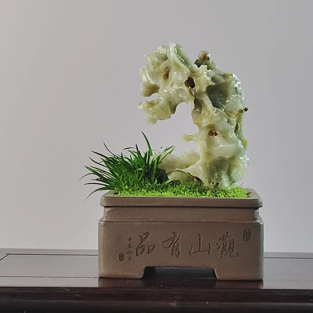 天***看无花朵盆景，，菖蒲玉玲珑