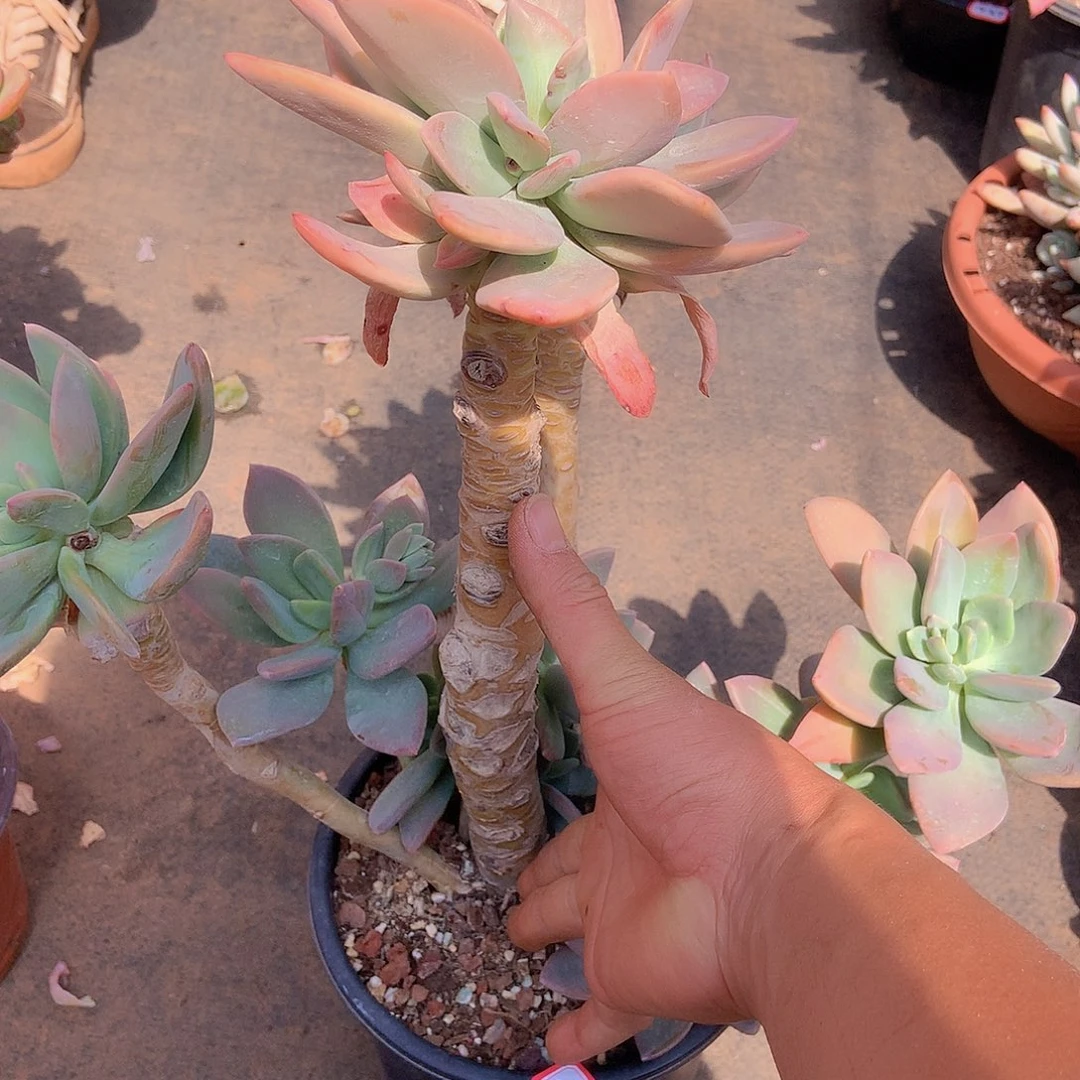一物一拍多肉家里461芒果美人