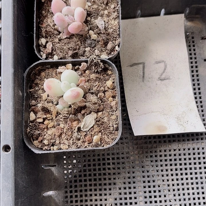 A****?72密密麻麻密密麻麻