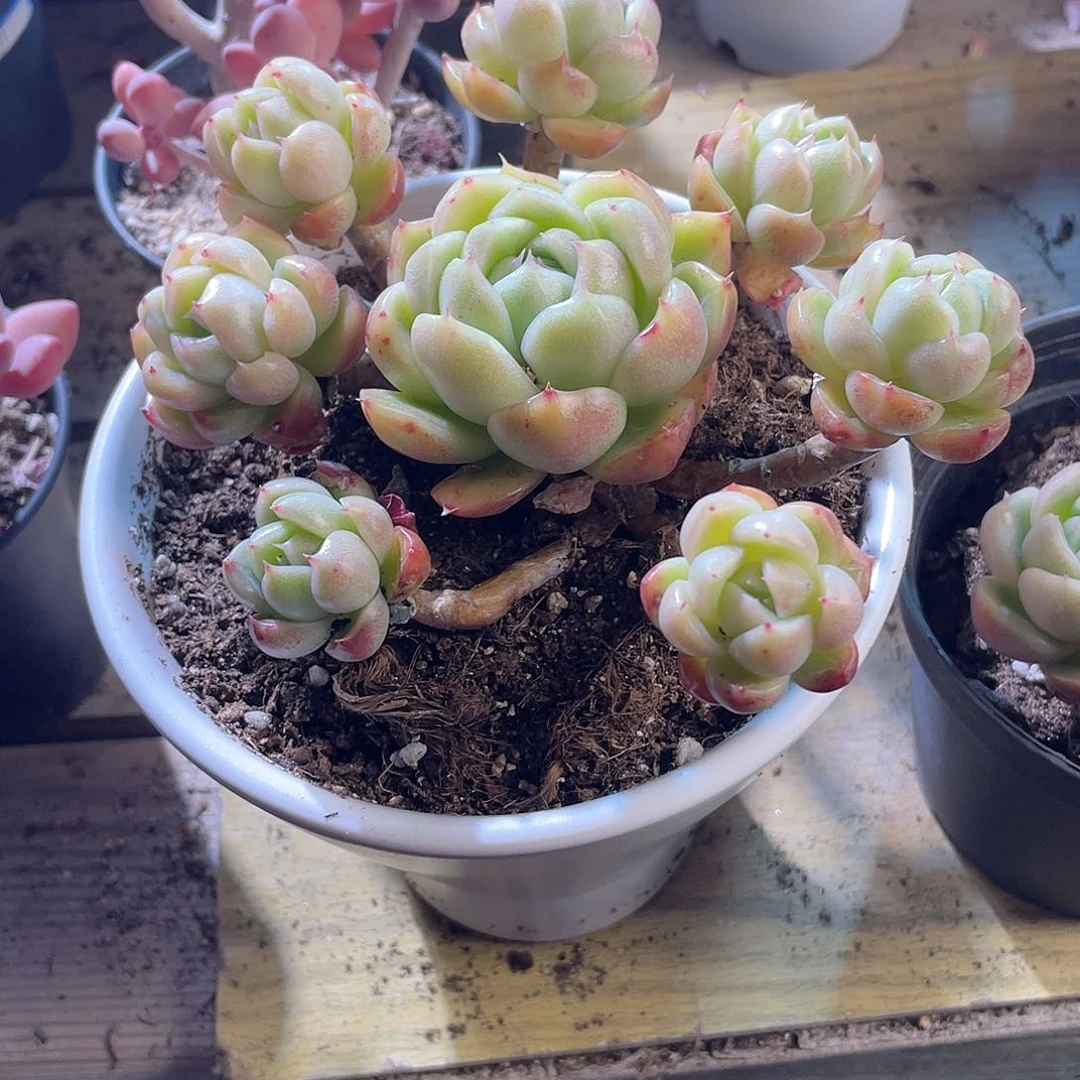 c****l2549  冰城 六月六