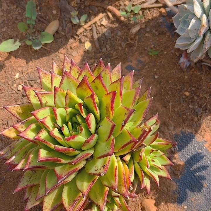 多肉植物。。。。。。。。。。。。。