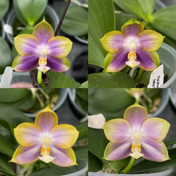 花农杰哥原生种蝴蝶兰直播用链接 反射龙交71