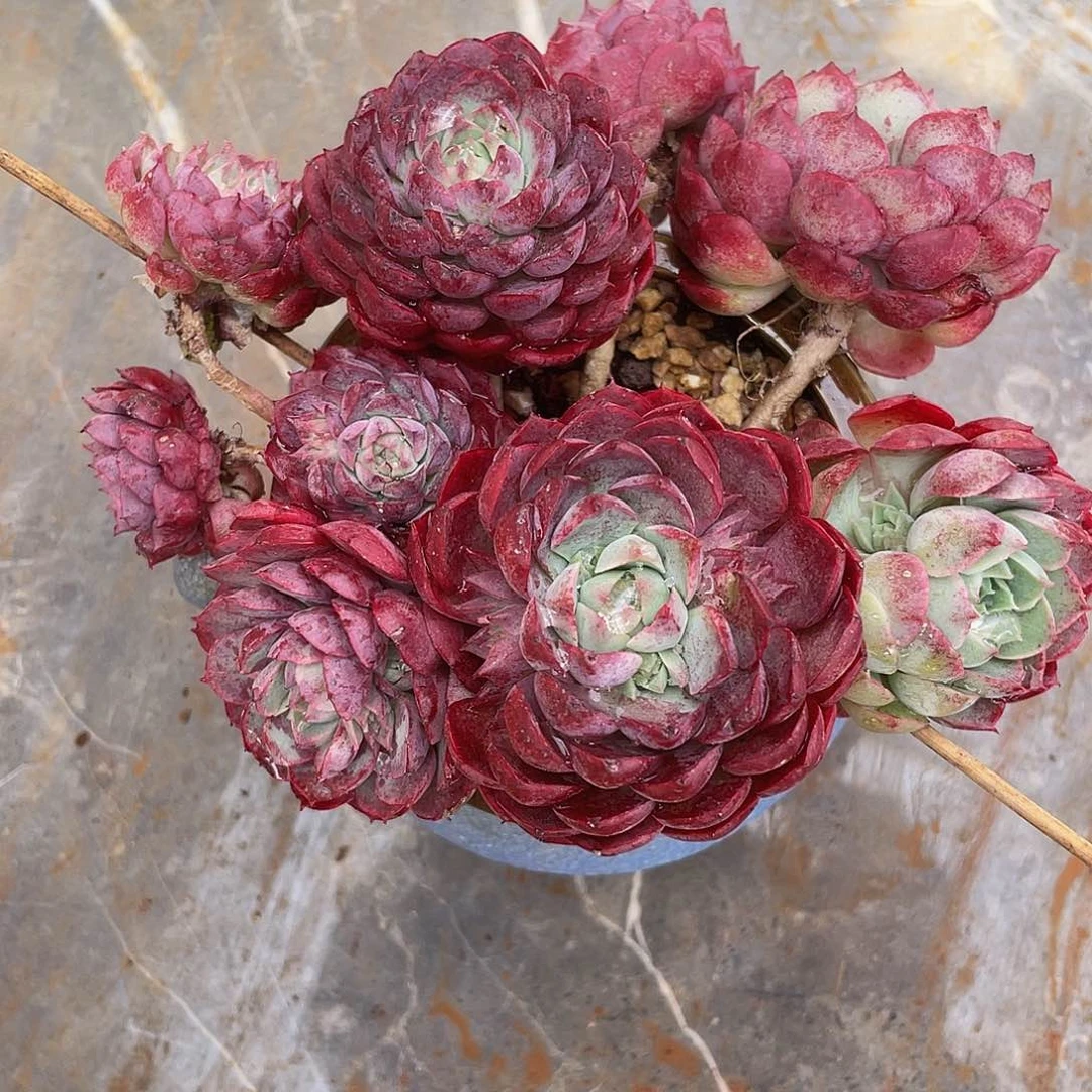 朱砂痣多肉多肉多肉