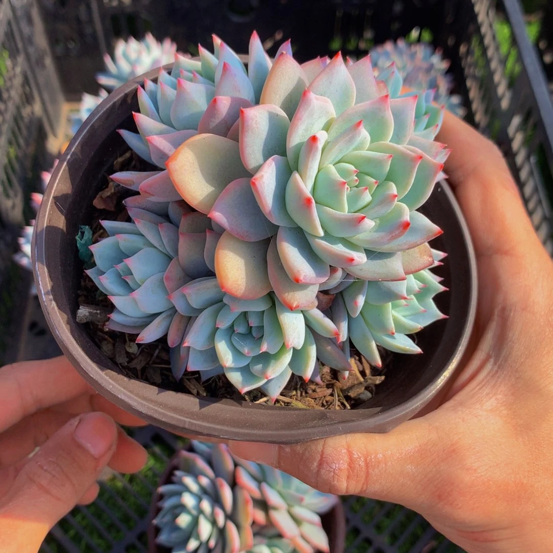 粉蓝鸟群五头起带盆土