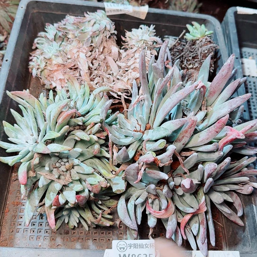 8635瑕疵框拍不售后