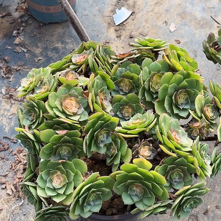 多肉植物丛林桩30号