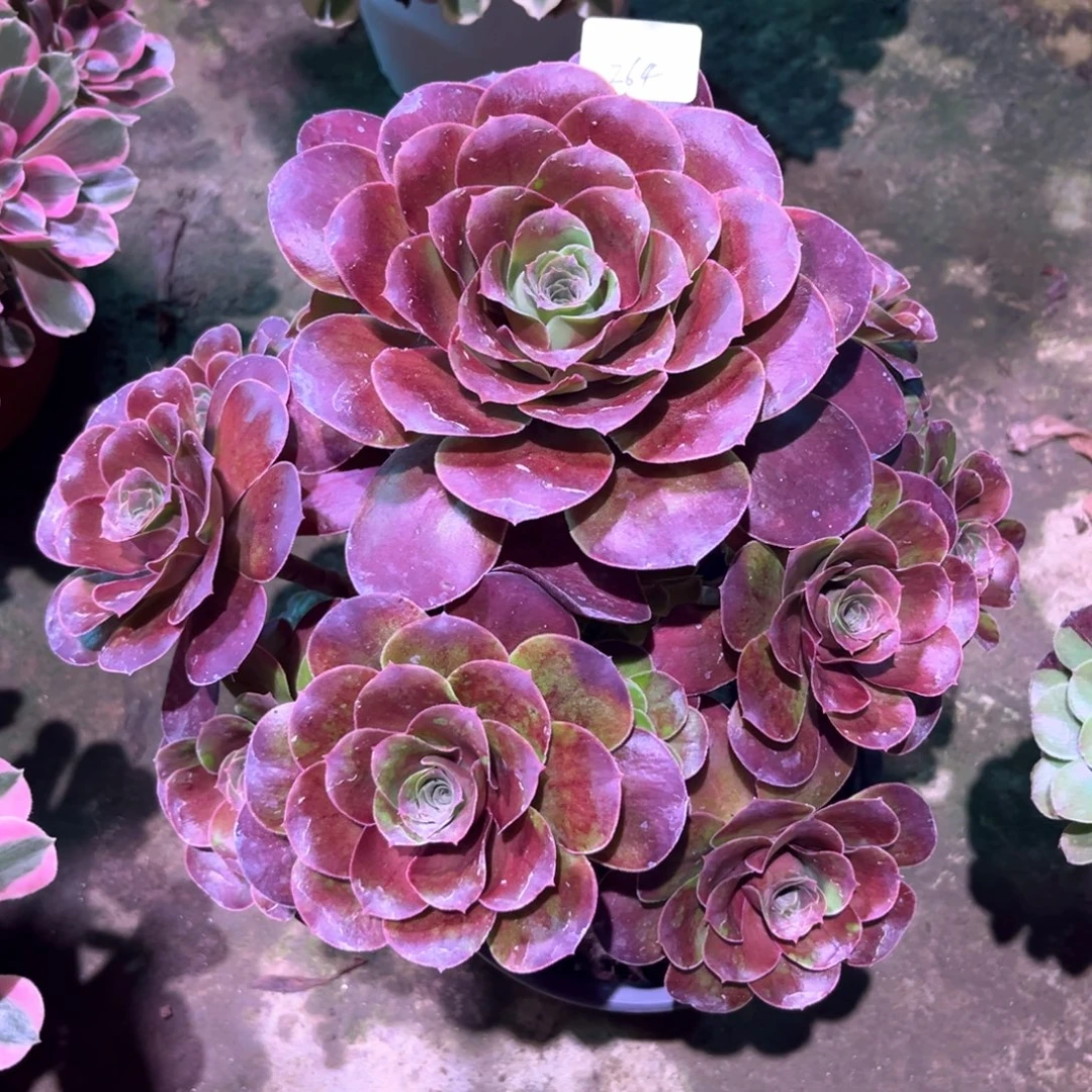 多肉植物魅金玫瑰00264