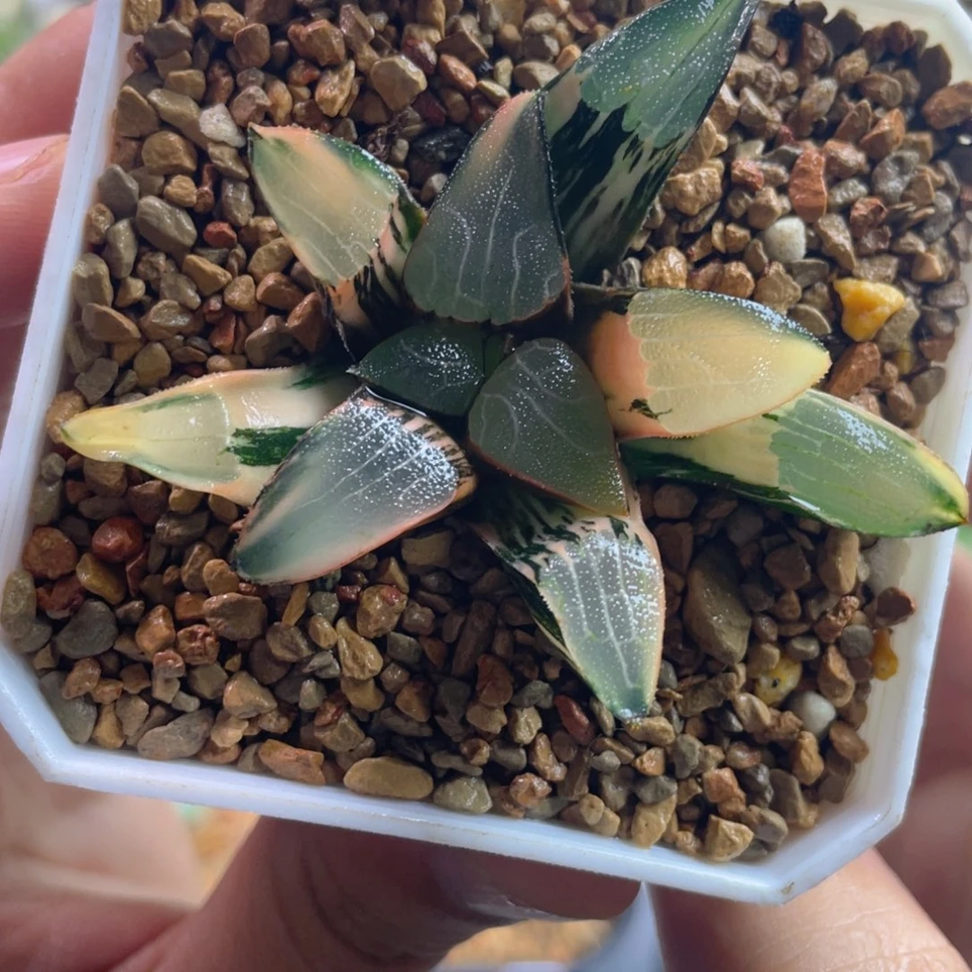 11.十二卷多肉丘比特克锦。