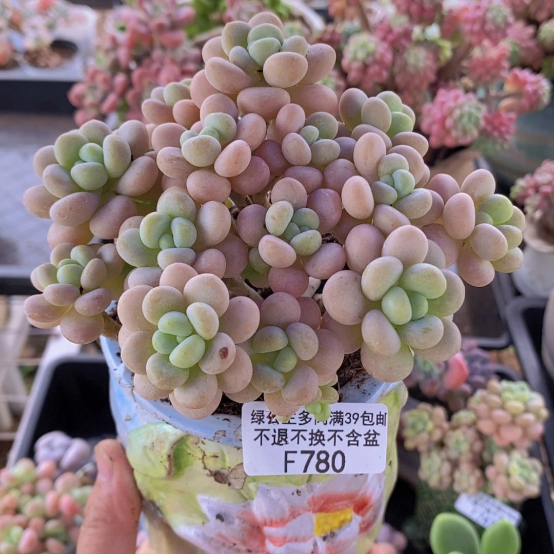 洛可可10cm780多肉植物
