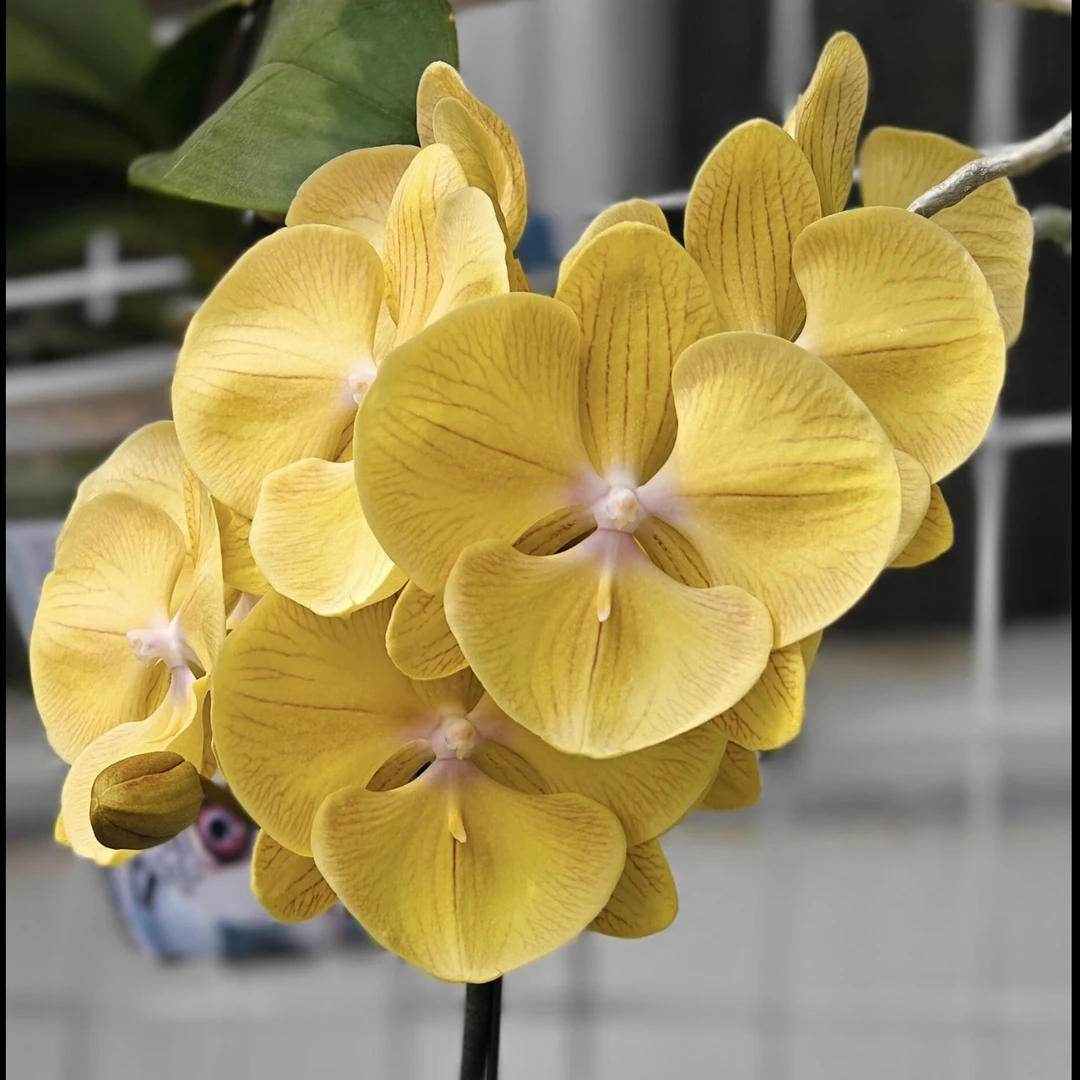 和成花卉【黄金满堂】带花带花苞发货