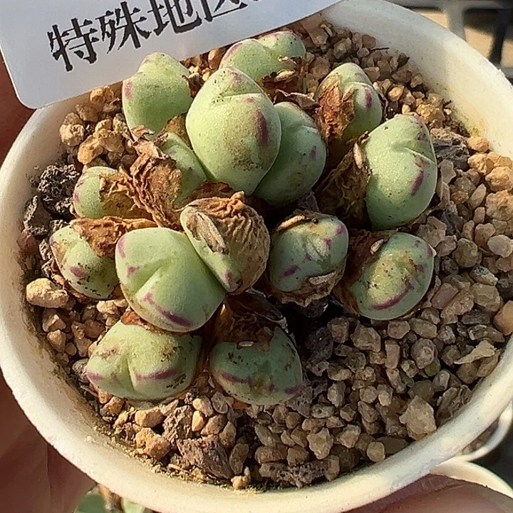 无花朵087号口迪多肉