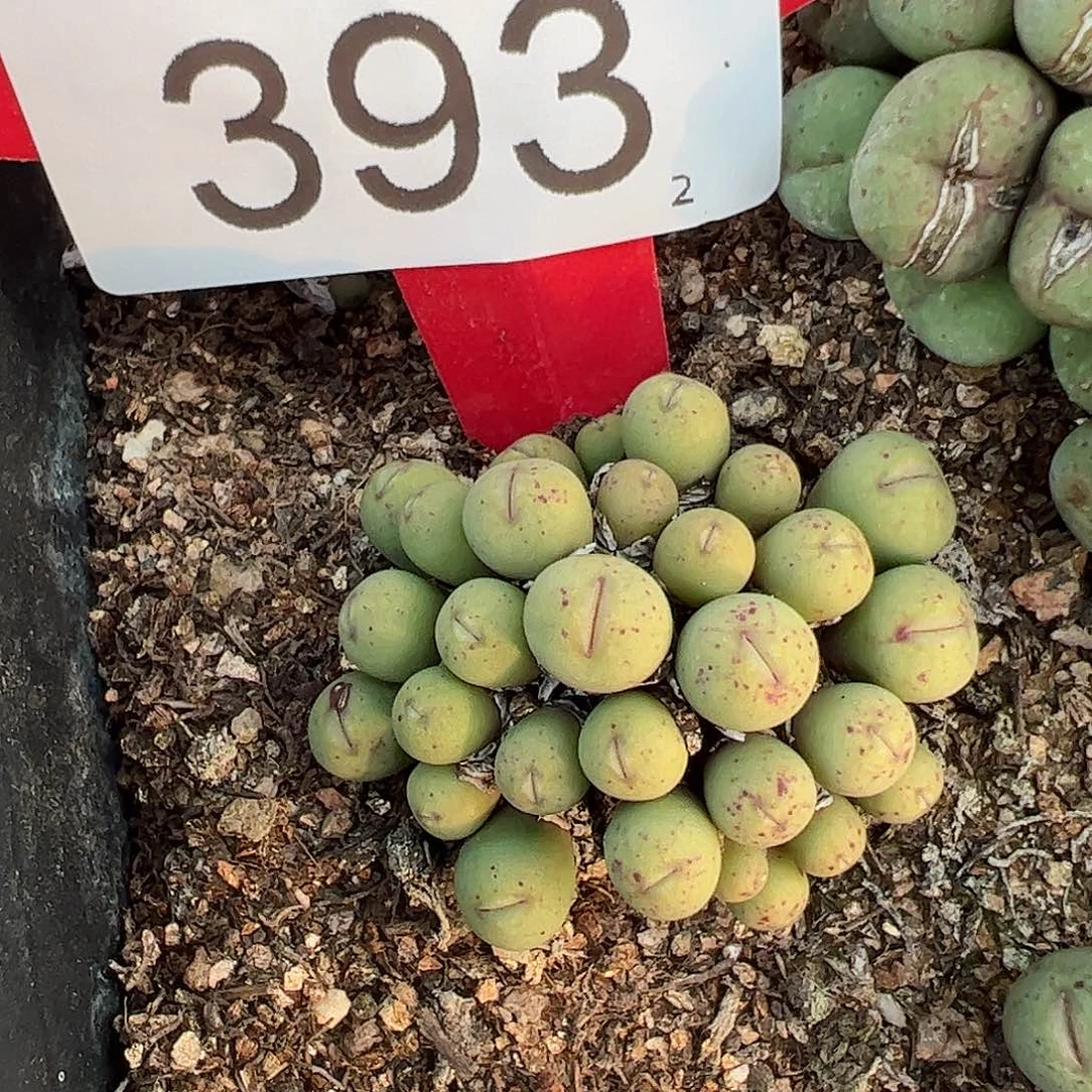 0000393 一物一拍脱土发……