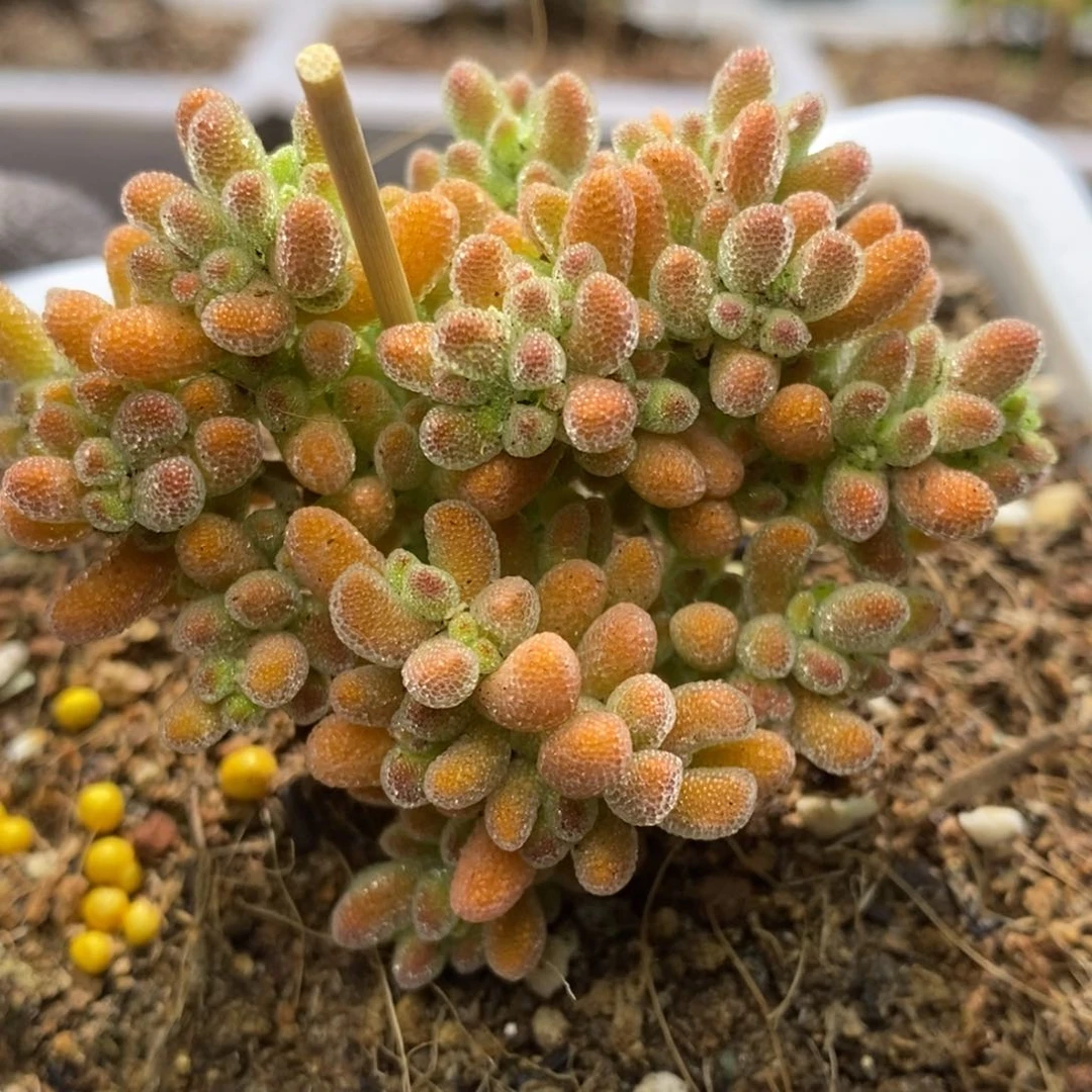 冰晶杂橙枝干番杏D236