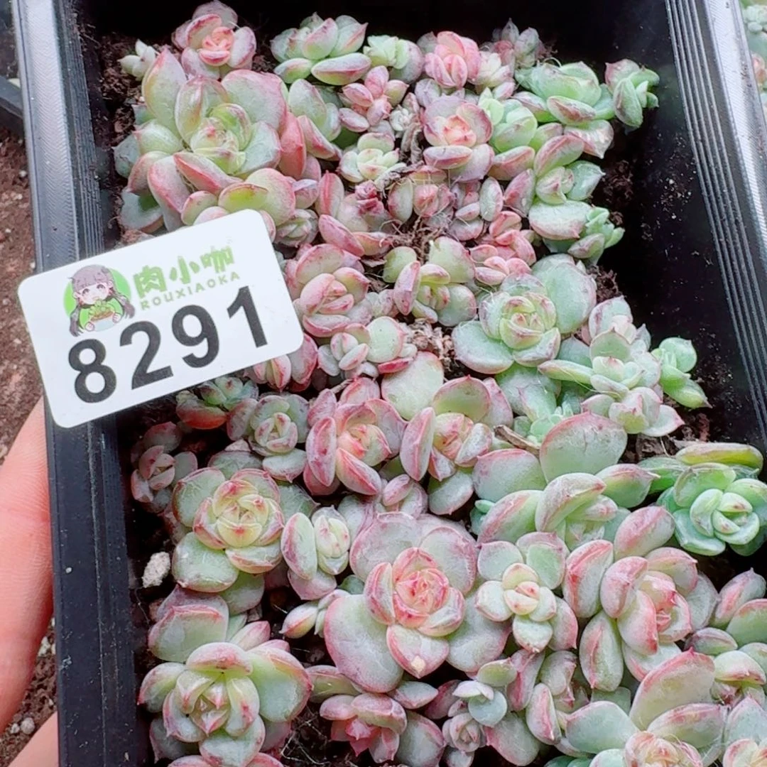 蜜***兔多肉植物多肉植物