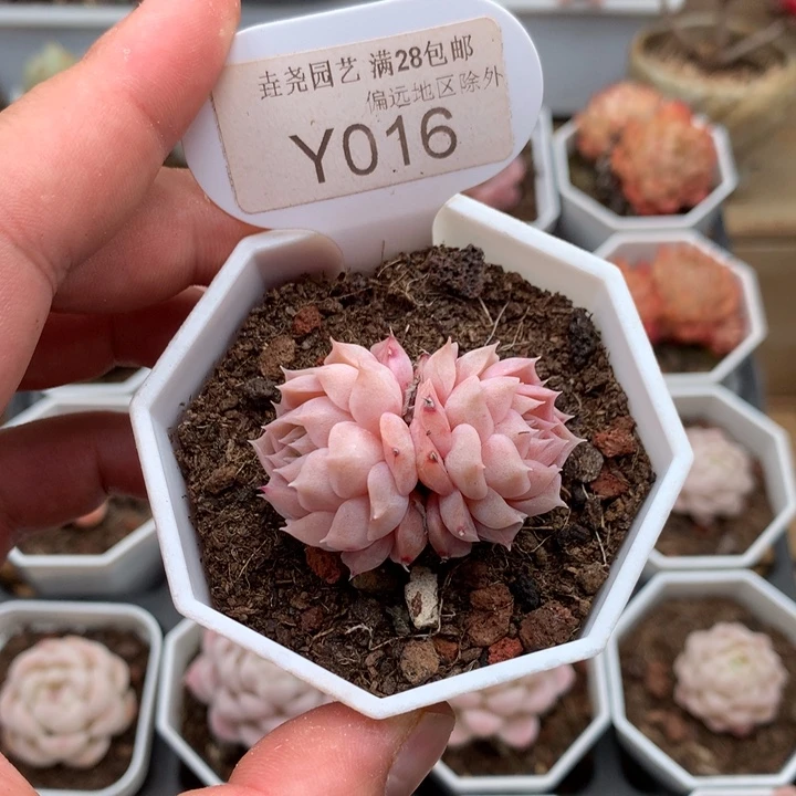 0016朱砂痣3.5厘米