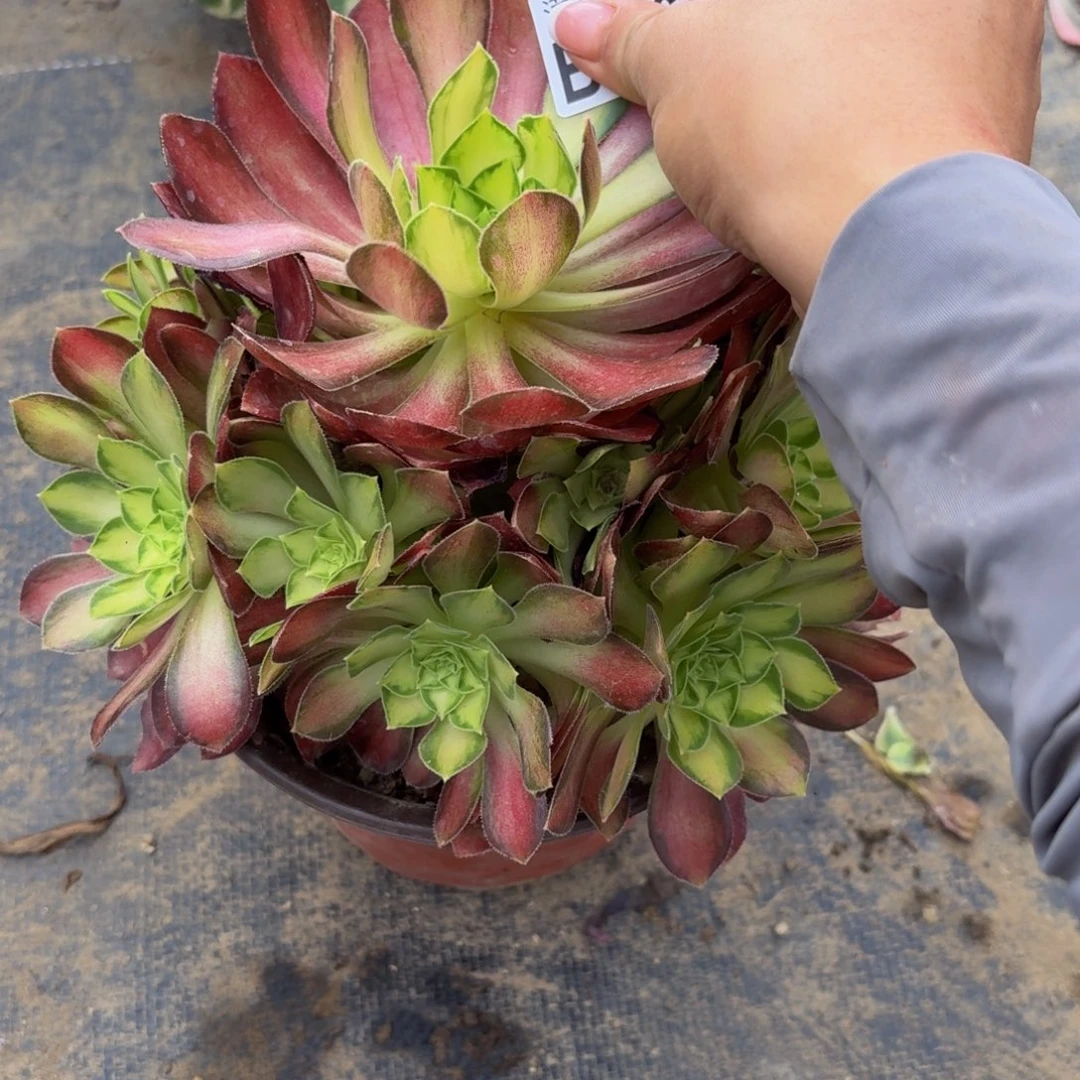 无花朵26多肉植物捧花的