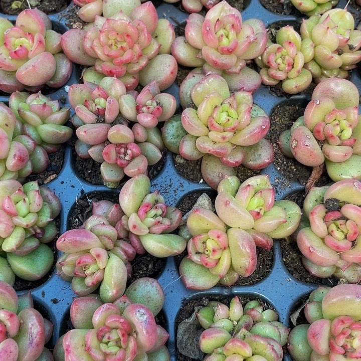 小苹果花1元带土发