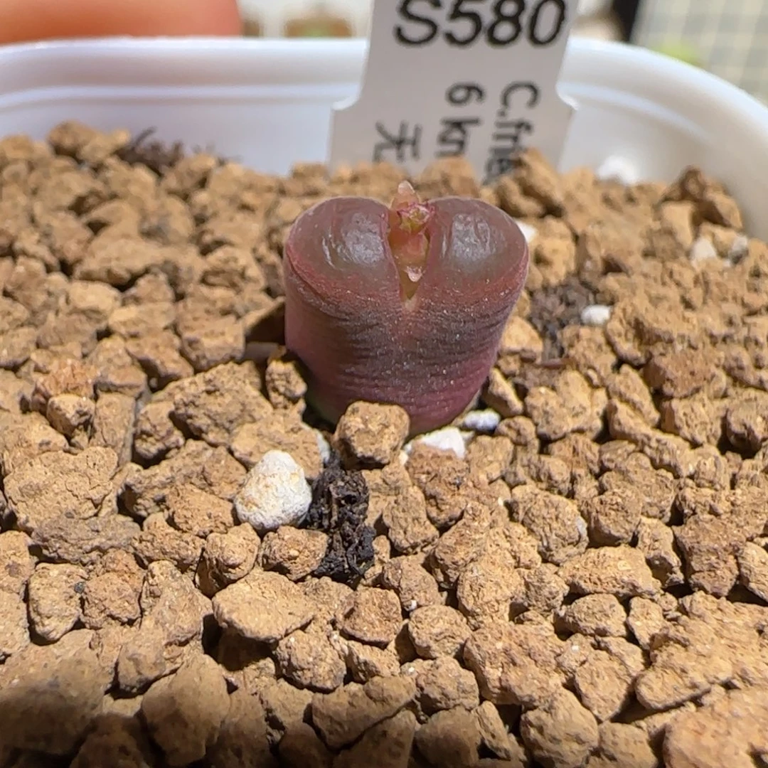 肉锥多肉植物组合-6km风铃542