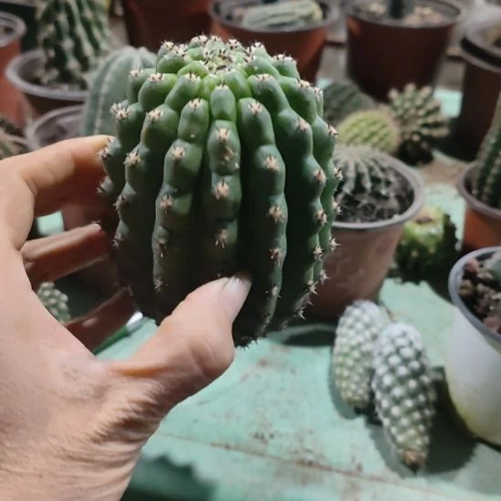 仙人球毛花柱弗拉门戈大侧芽