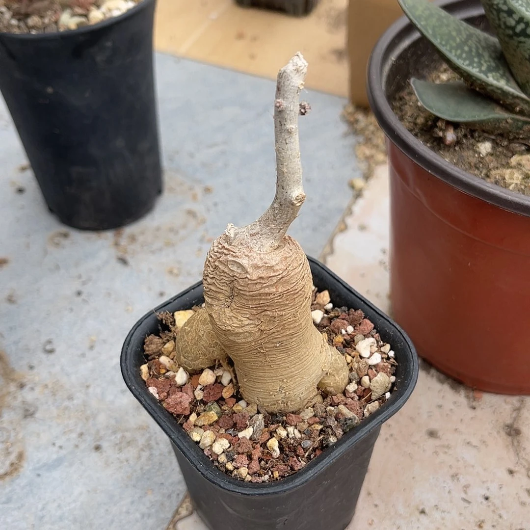 实生黑龙块根一物一拍