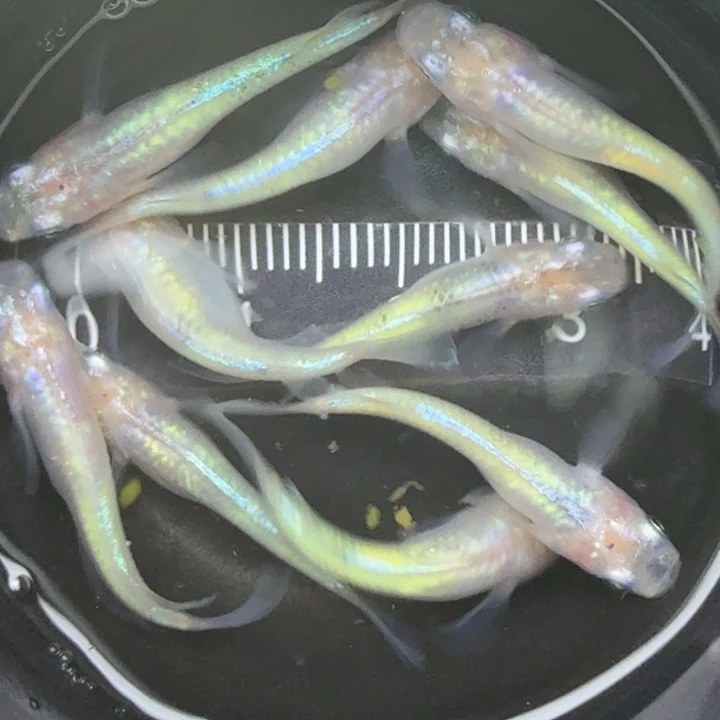 青鳉鱼蛋白石5号青鳉