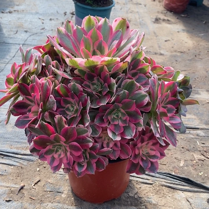 粉女郎多肉植物111