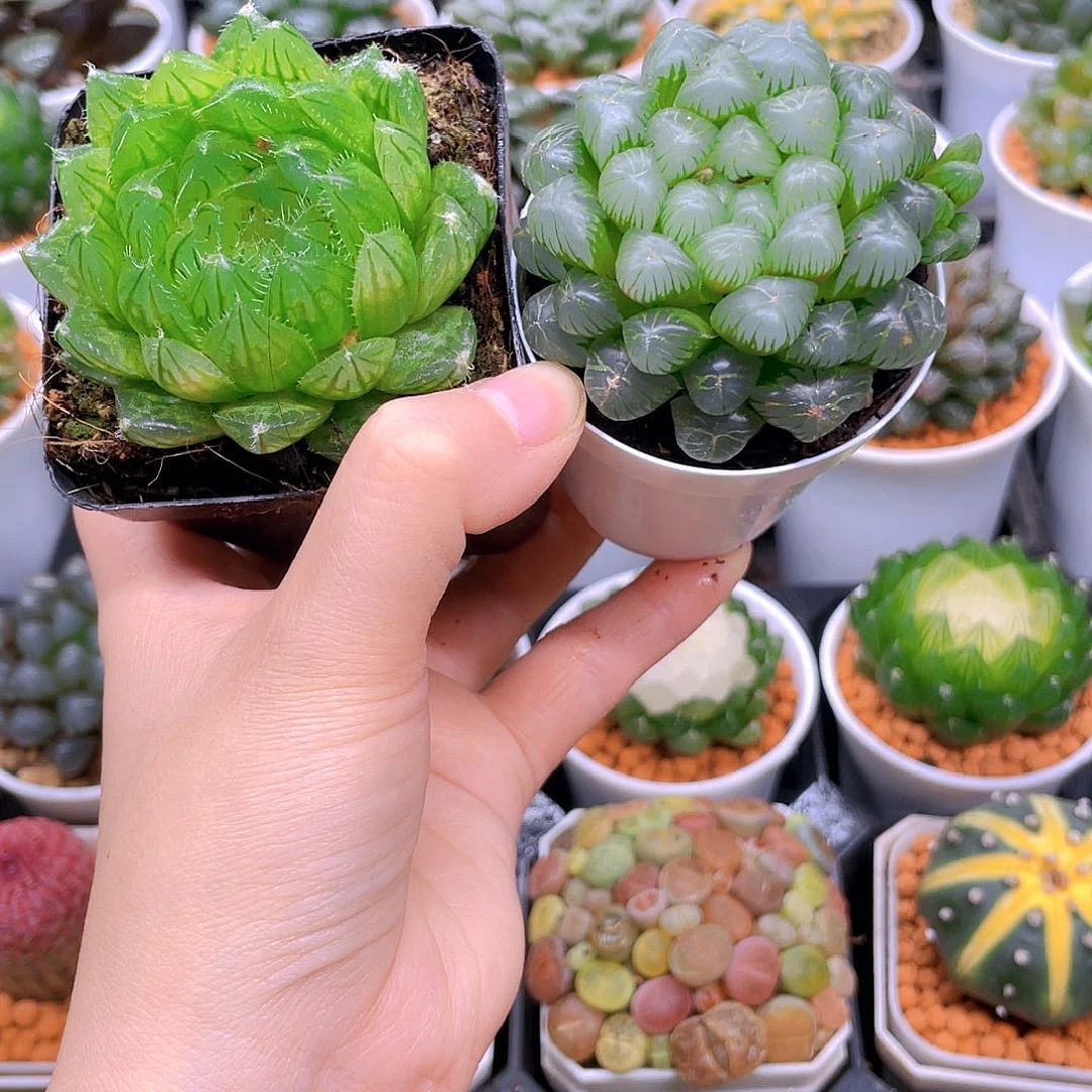 蝉翼玉露，冰灯玉露