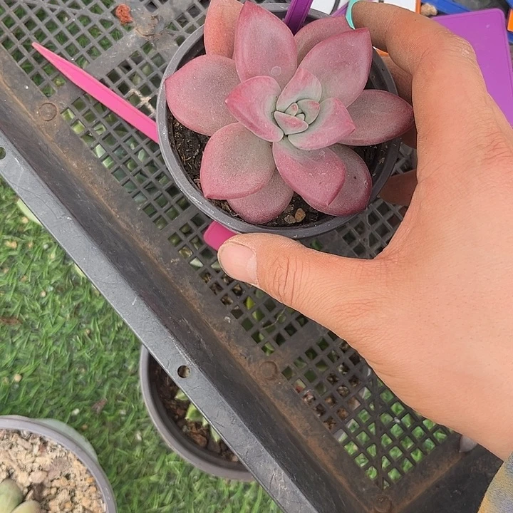 多肉植物赫菲斯托462