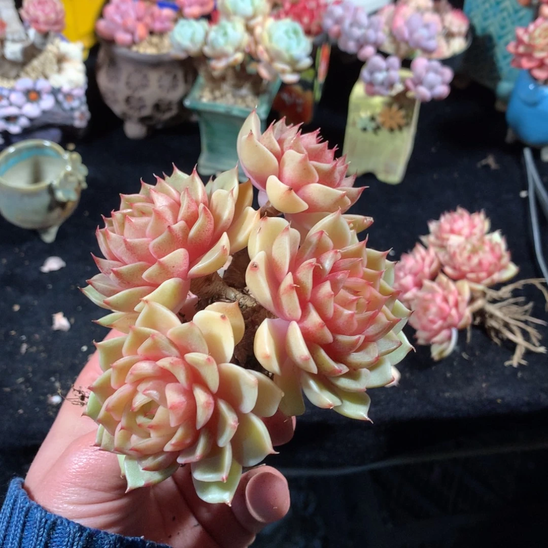 完全开放不喜欢别人就不会让我们