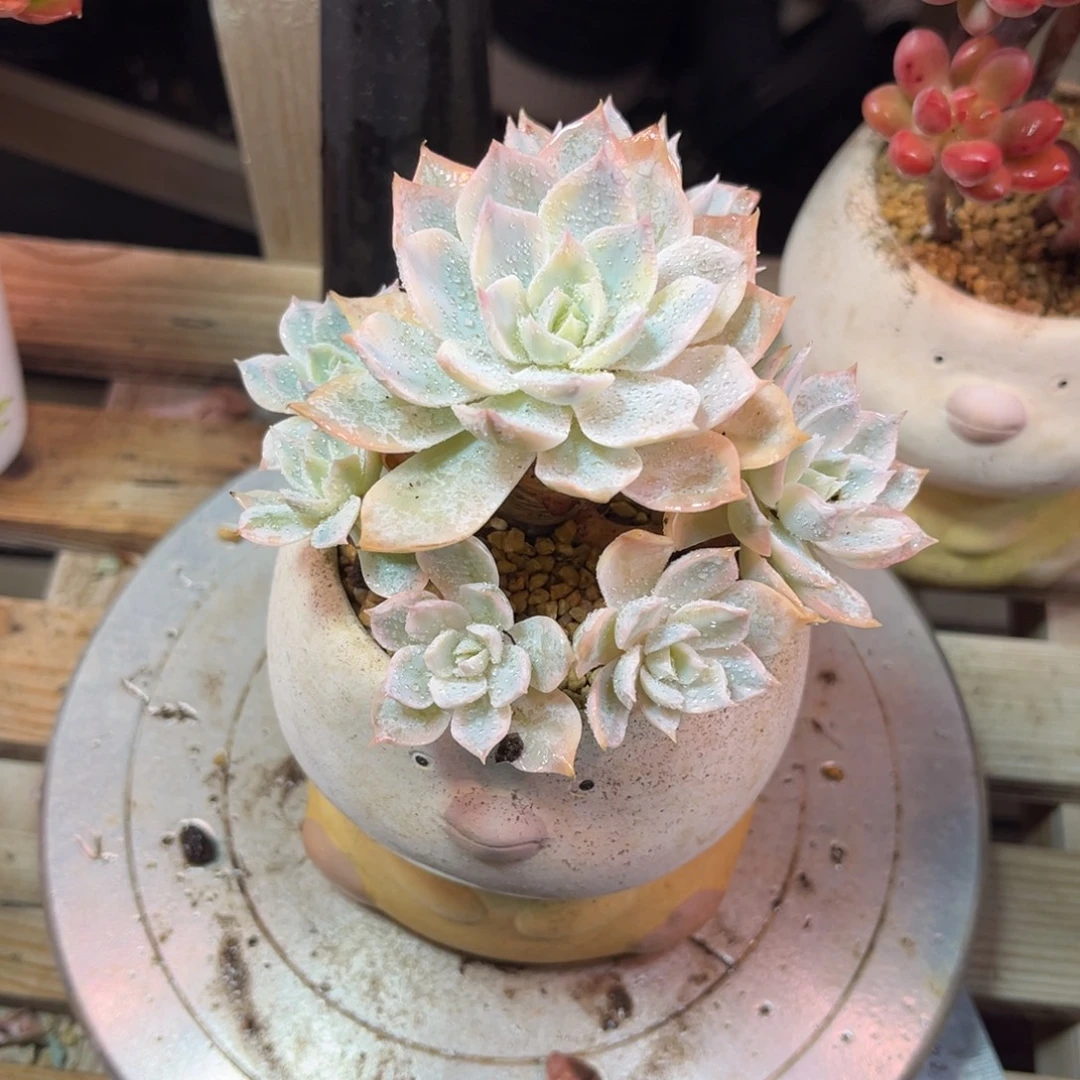 皮试锦手捧多肉dunvn