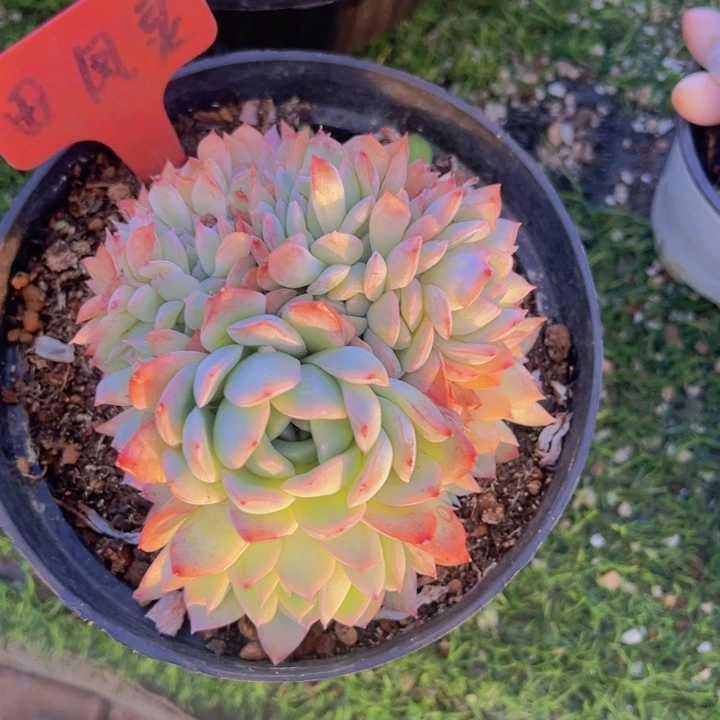 健健康康平平安安