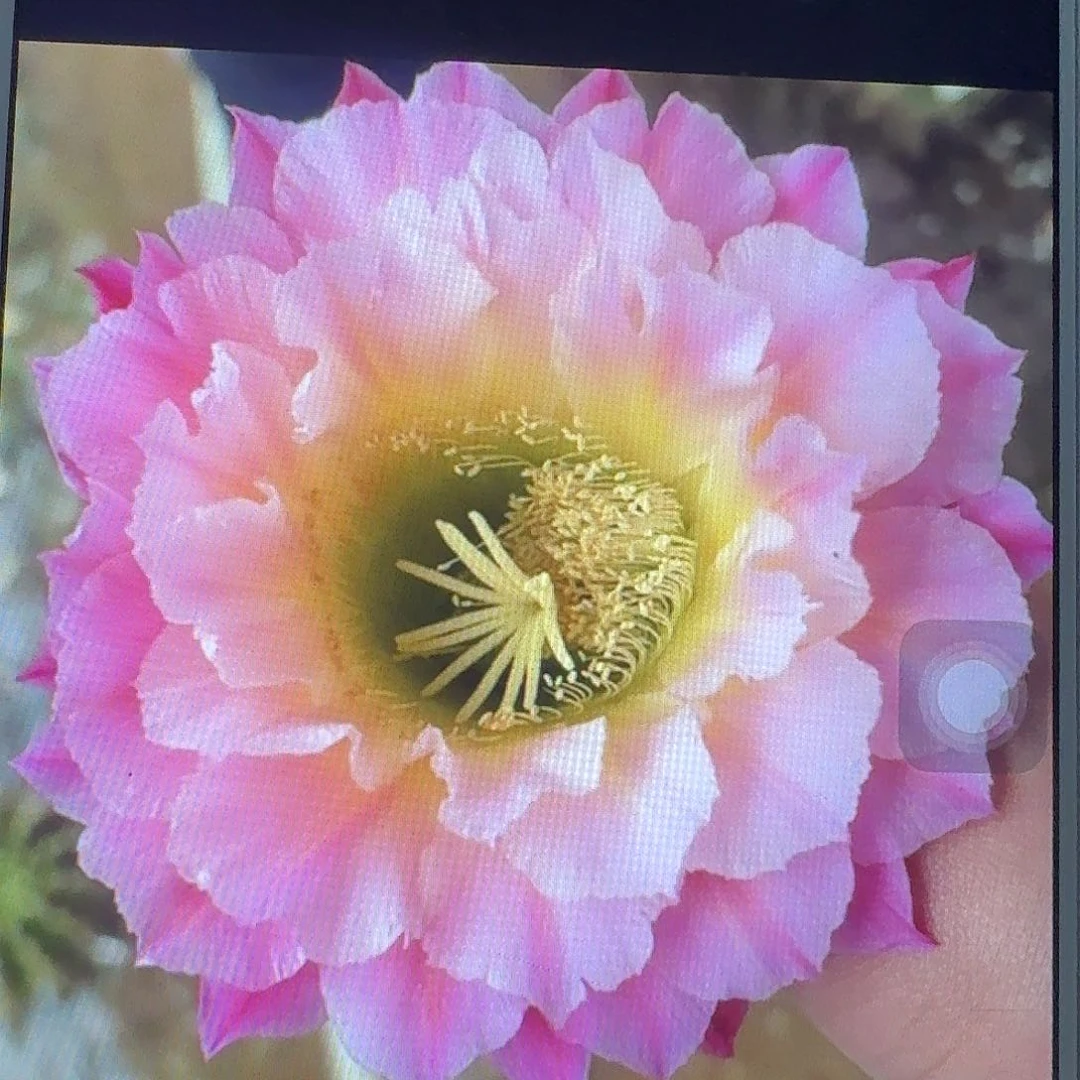 河岸侧芽5公分毛花柱短刺