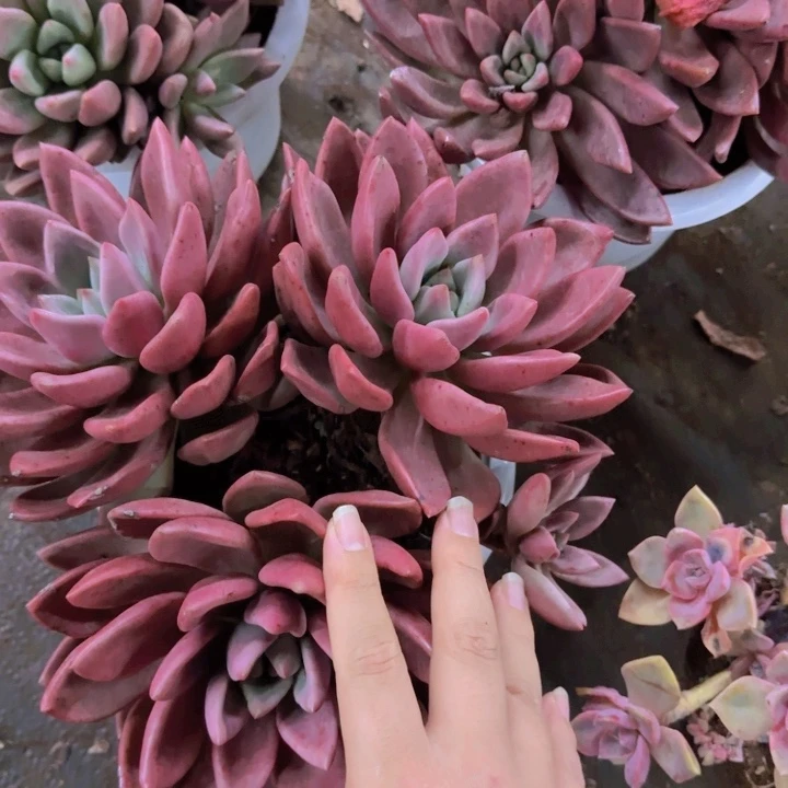 桃花源三头起大盆