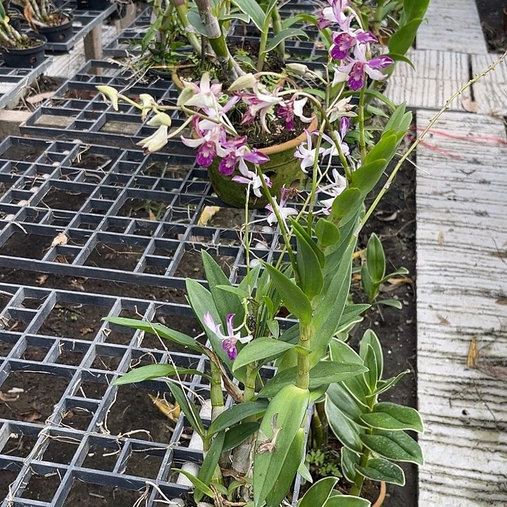 当前无花朵，栽培后可花朵SEAN中奖422