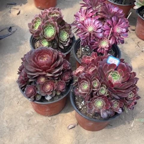 665多肉植物组合