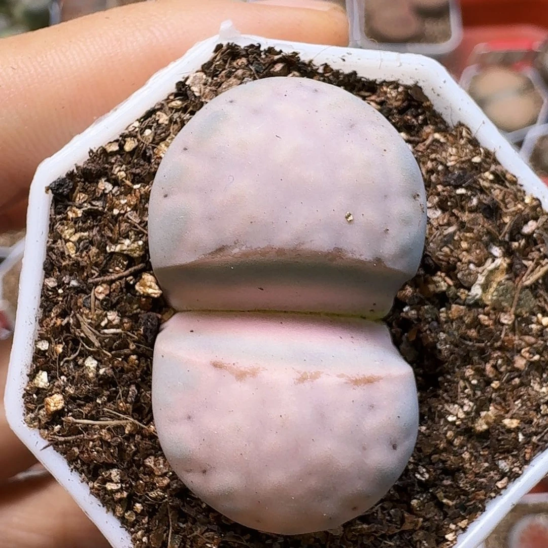 萝****生石花111111。   322