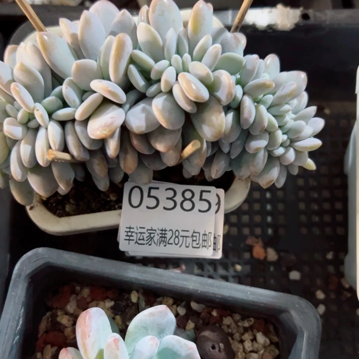 幸运的是我还没遇到你呢