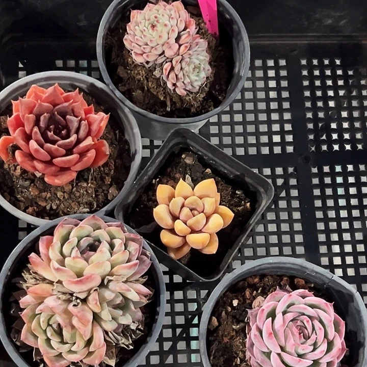 17号框。   福利多多