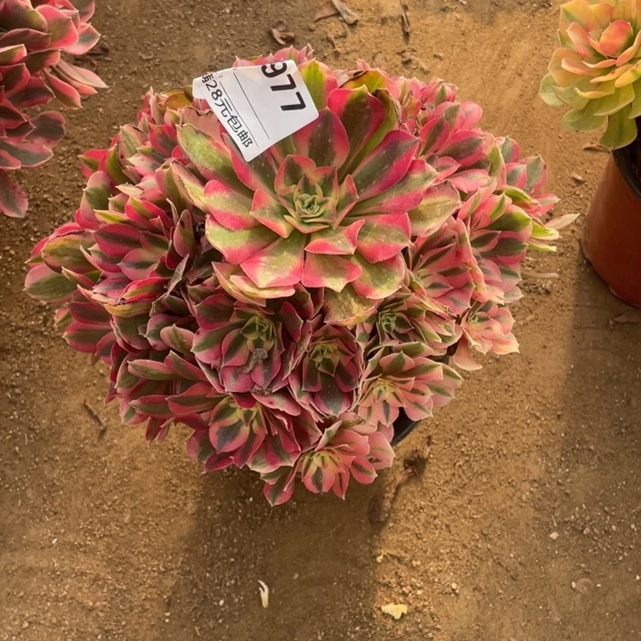 多肉粉女巫法师977