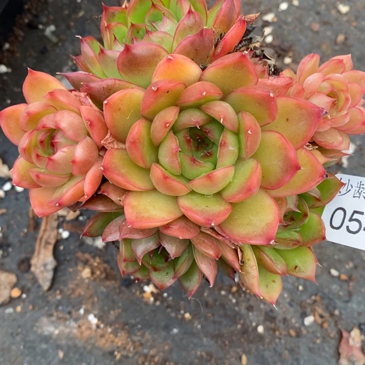 542杂交老桩基地～10厘米