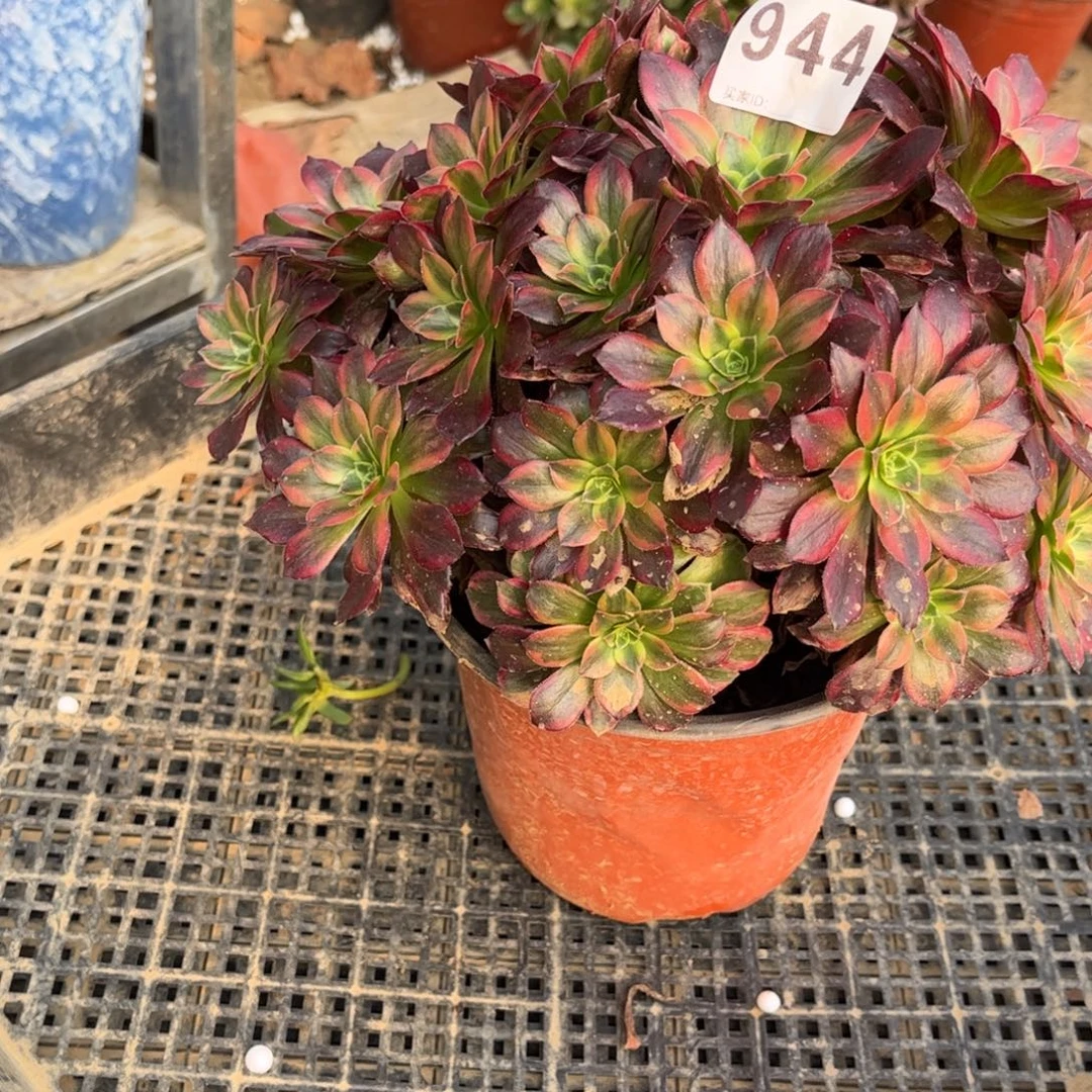 安娜944不包断枝的