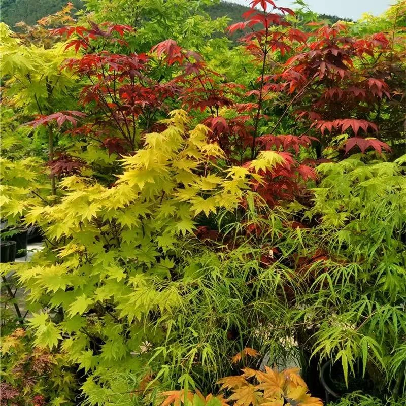 红枫造型绿植盆栽美观