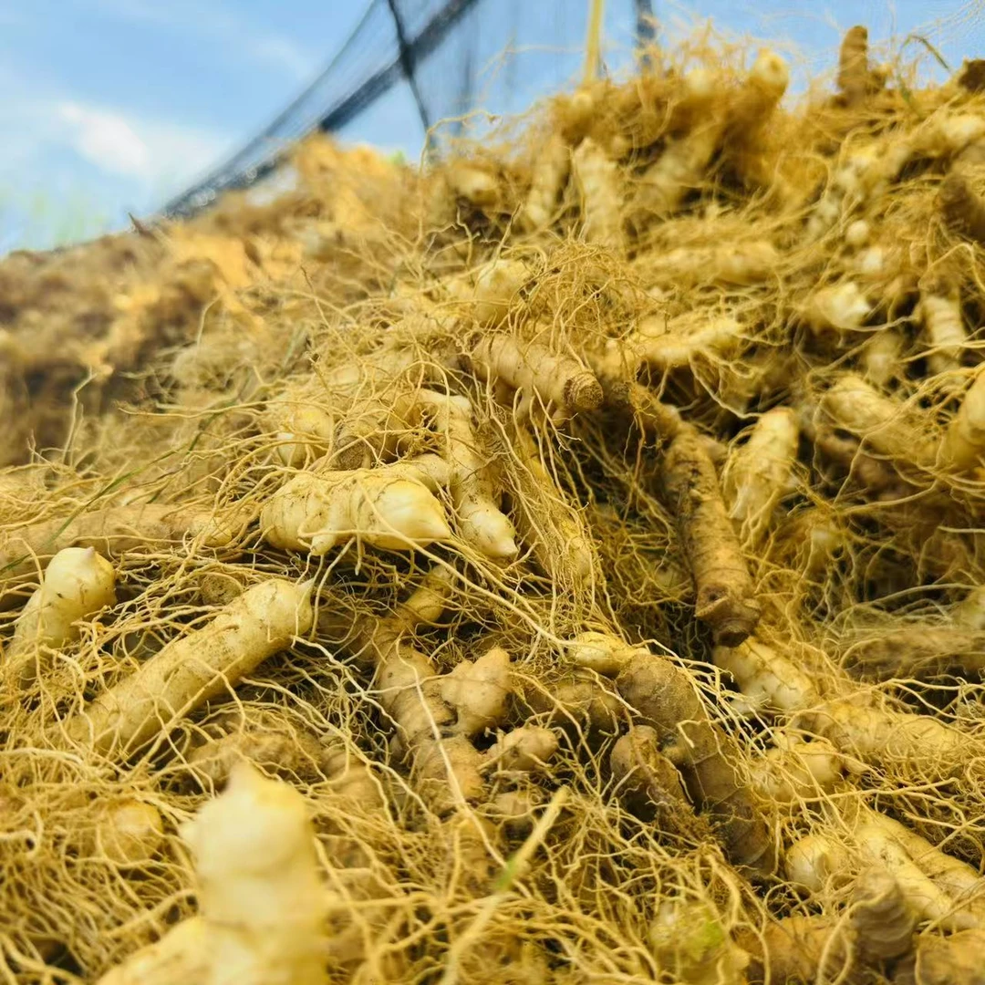 湖南高山玉竹现挖现发鲜货夏天煲汤煮水精选特级鲜货