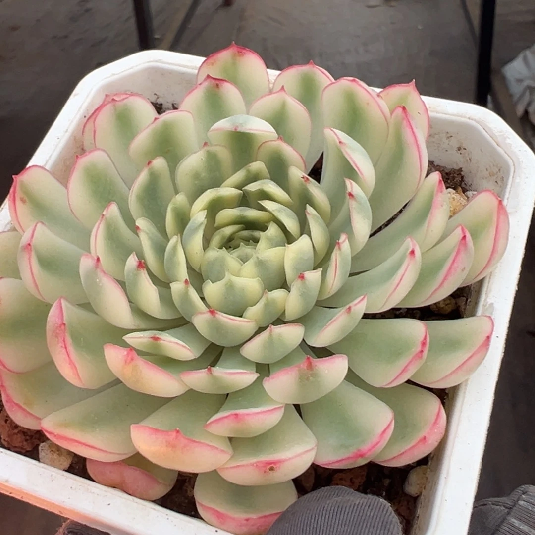 梦幻玫瑰锦，白覆轮锦