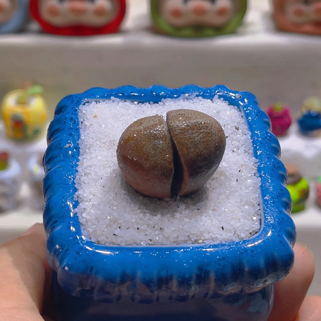 011高端多肉带盆带土