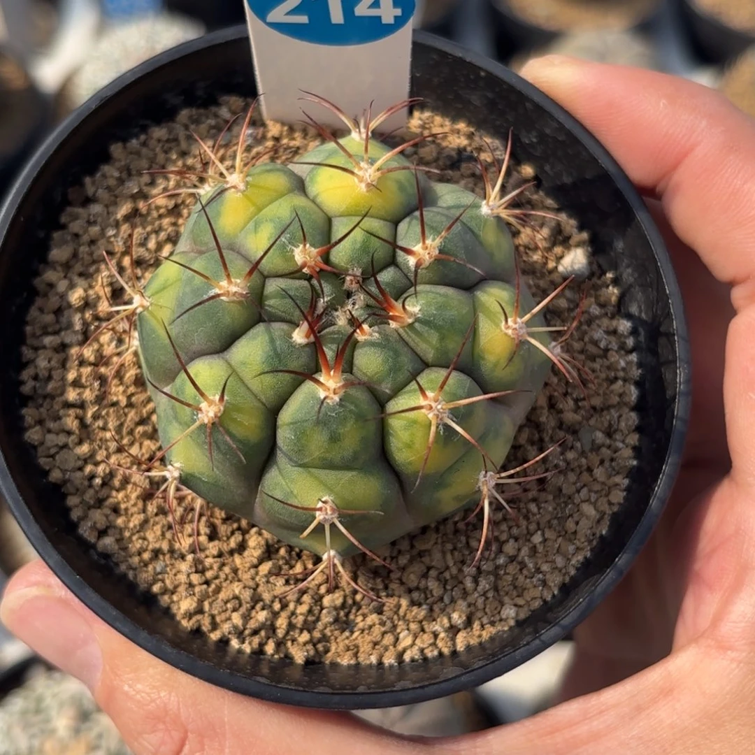 214实生散斑天紫玉锦带盆带土