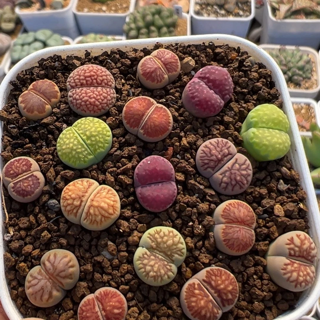 65多肉植物百科植物