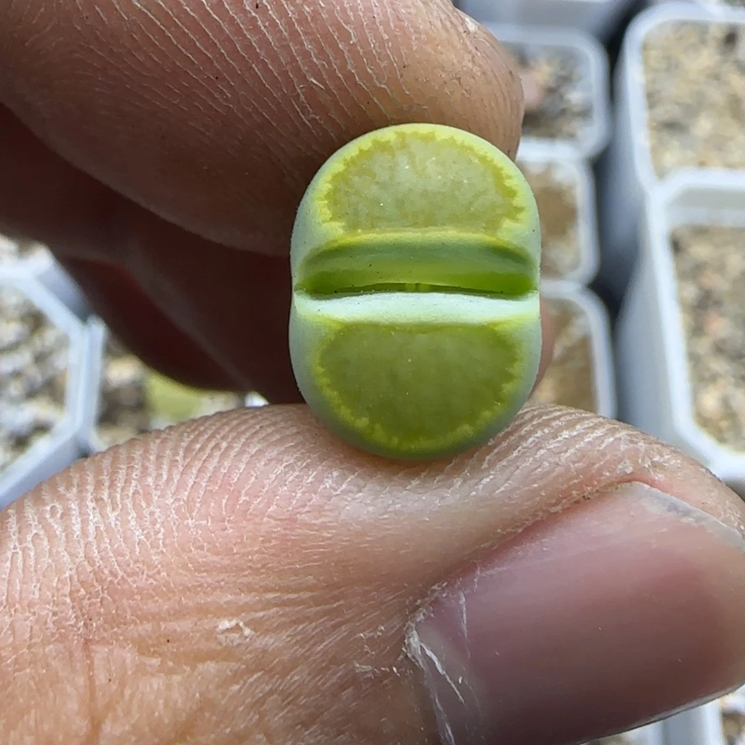 094 生石花大棚直播