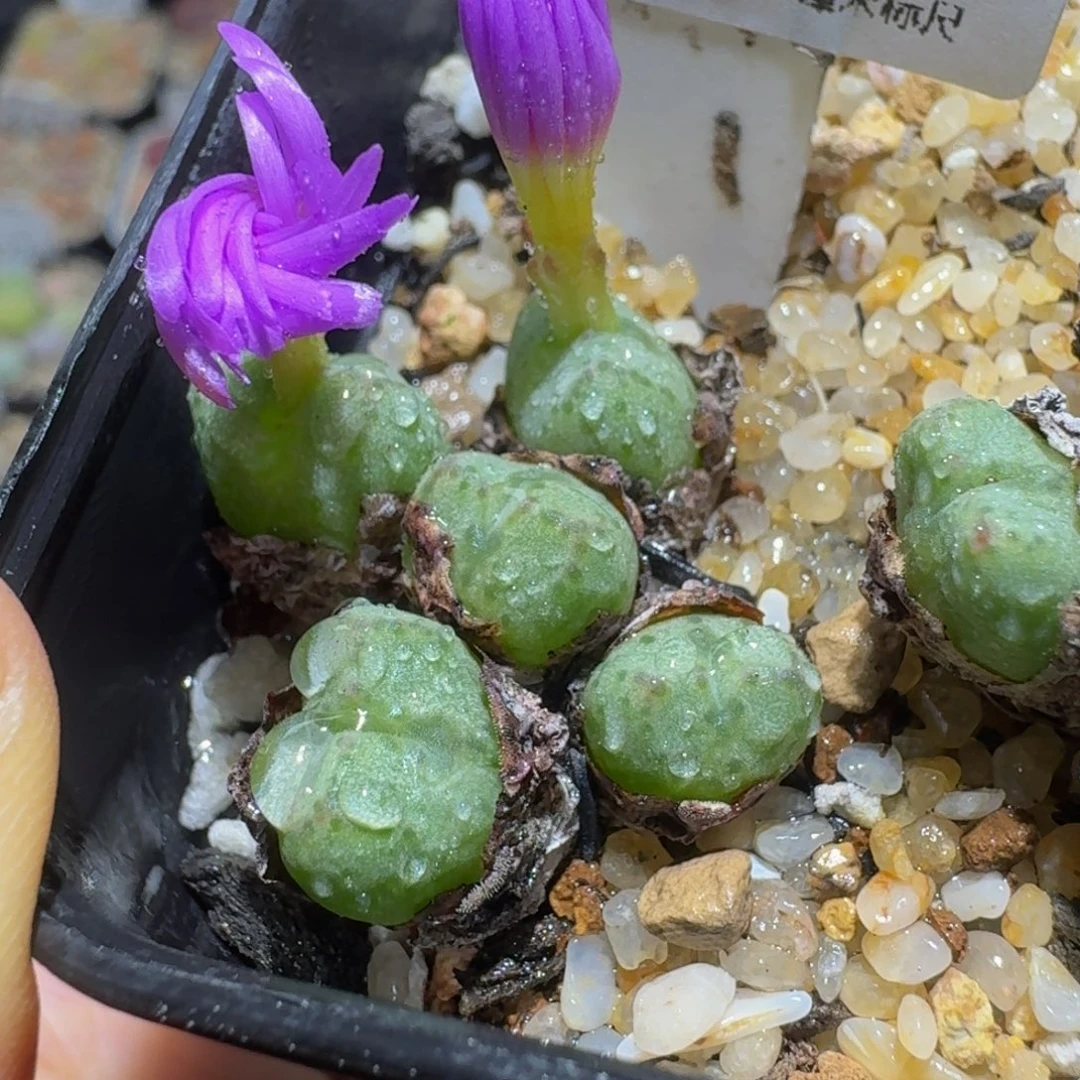 Ssss精品生石花733