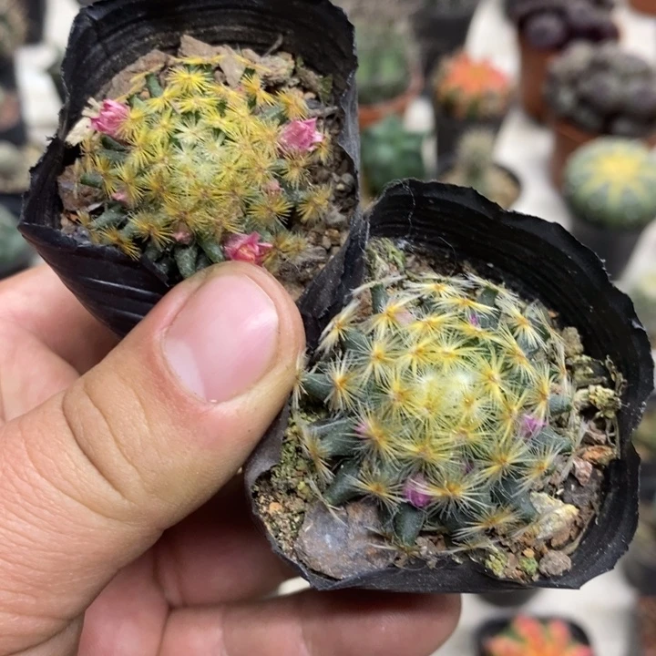 明星2颗孤品特价福利